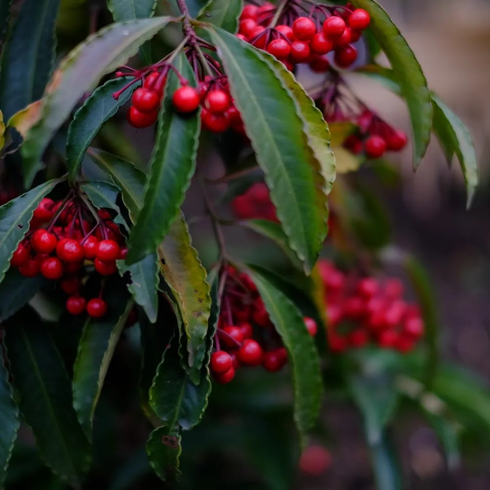 「マンリョウ」の花言葉ランキング