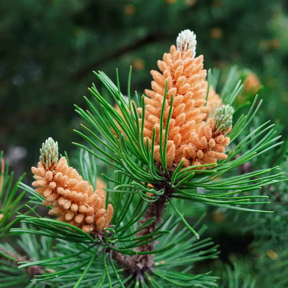 「マツ」の花言葉ランキング