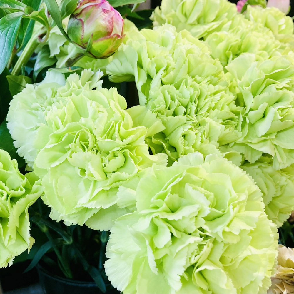 「カーネーション（緑）」の花言葉ランキング