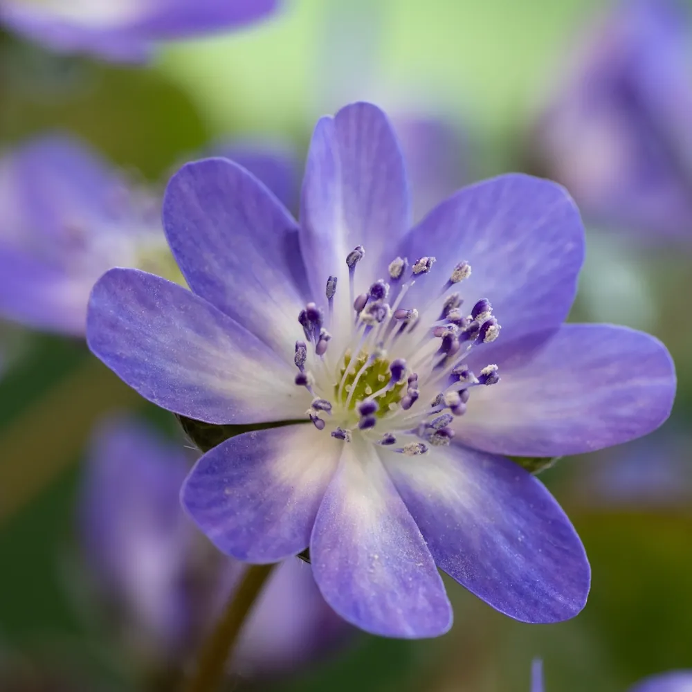 1月5日の誕生花 No.2「ミスミソウ」