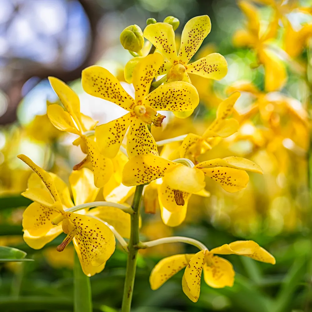 「モカラ」の花言葉ランキング