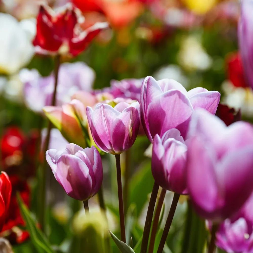 「チューリップ（紫）」の花言葉ランキング