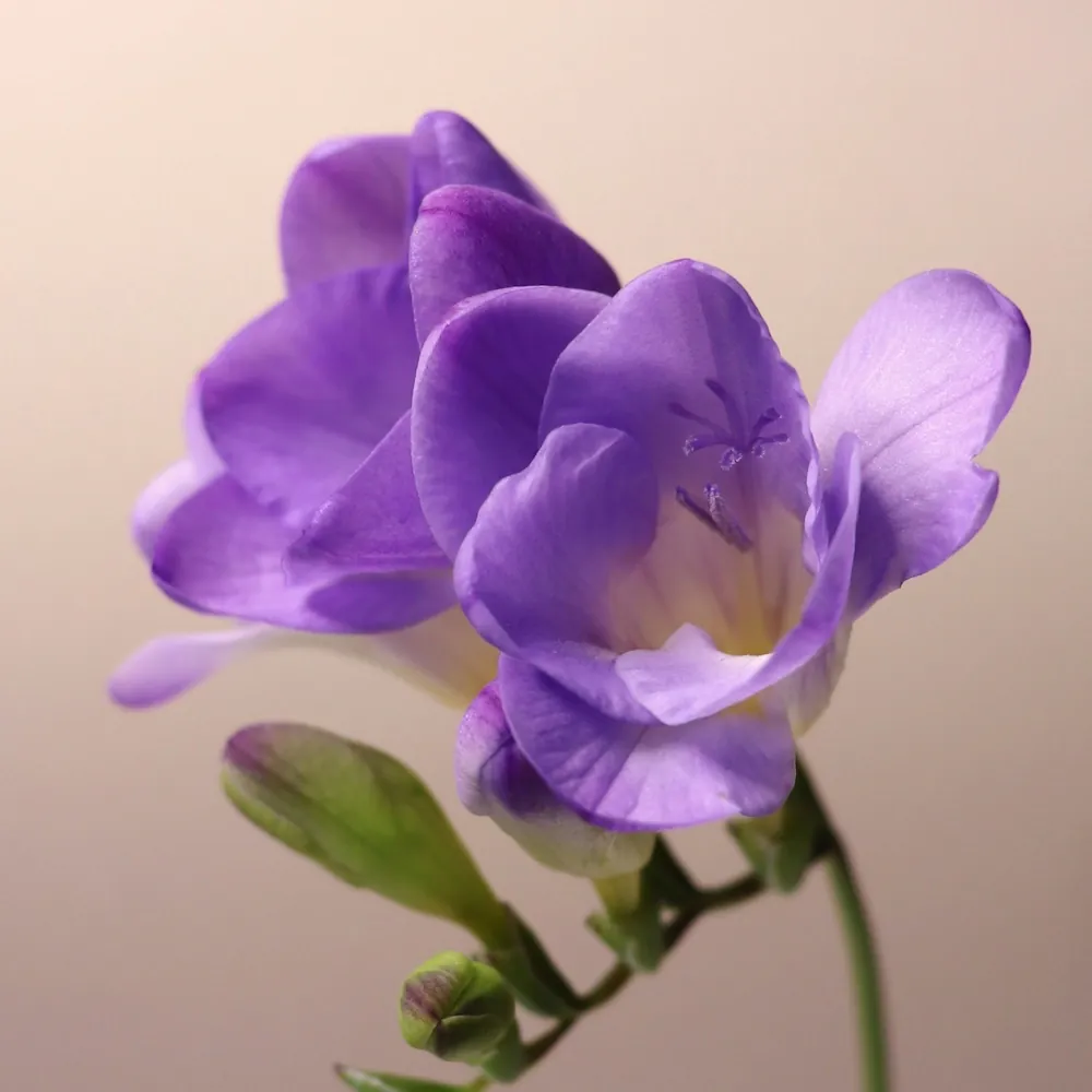 「フリージア（紫）」の花言葉ランキング