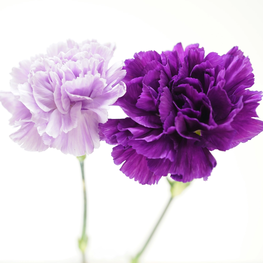 「カーネーション（紫）」の花言葉ランキング