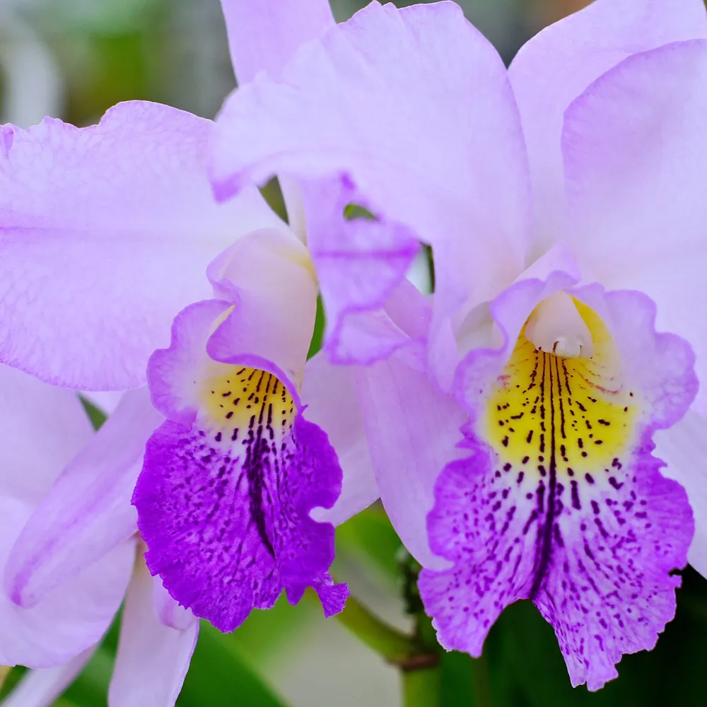 「カトレア（紫）」の花言葉ランキング