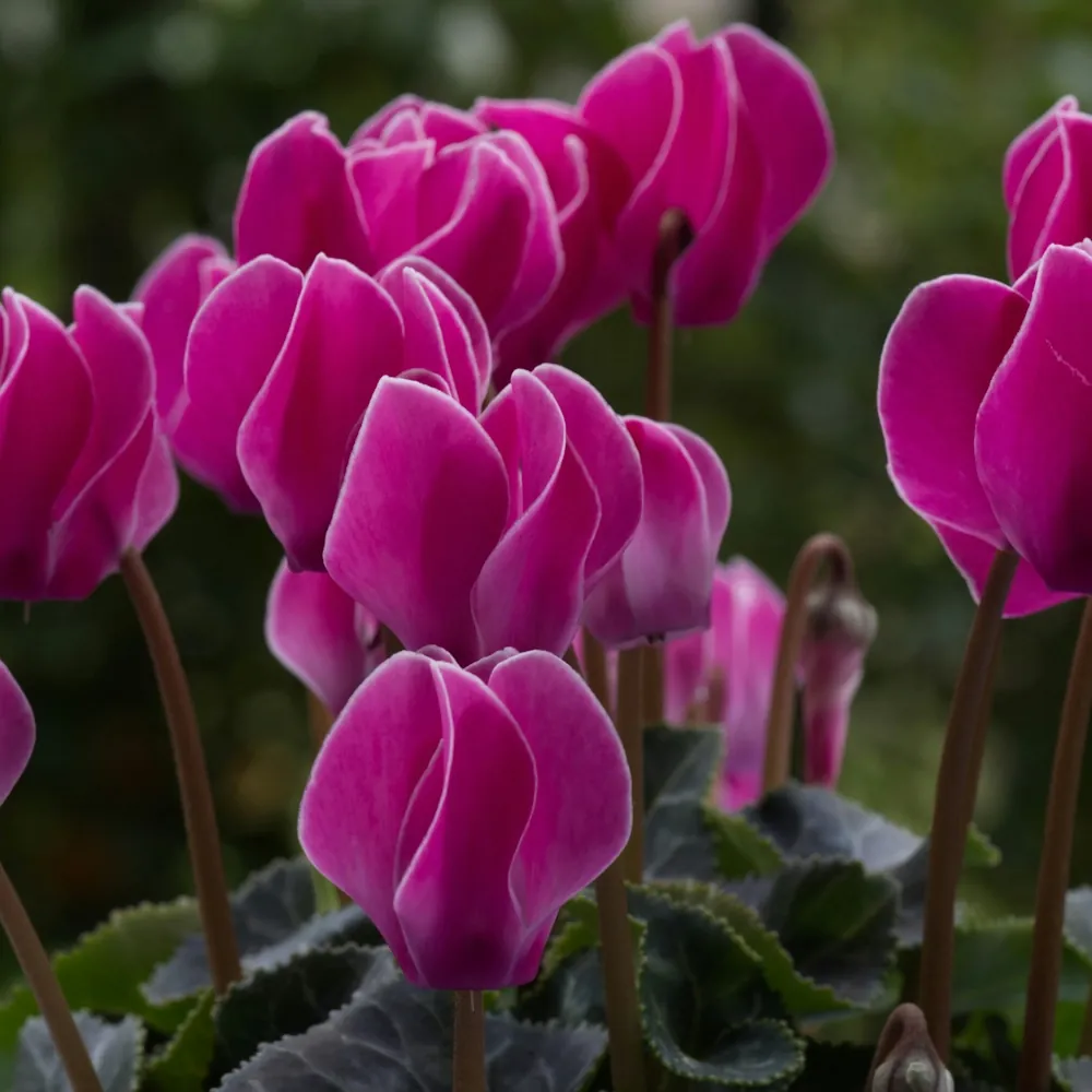 「シクラメン（紫）」の花言葉ランキング