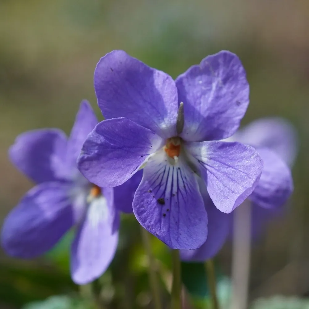 1月8日の誕生花 No.2「スミレ（紫）」