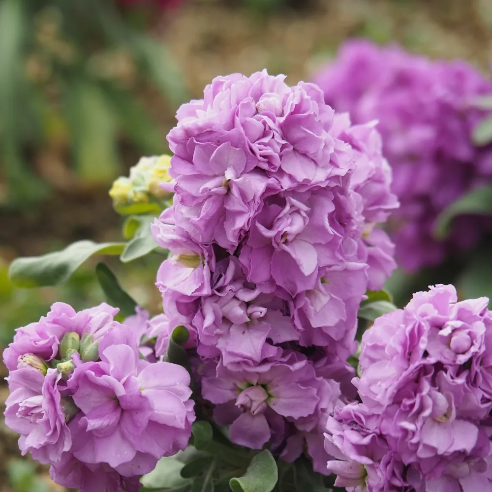 「ストック（紫）」の花言葉ランキング