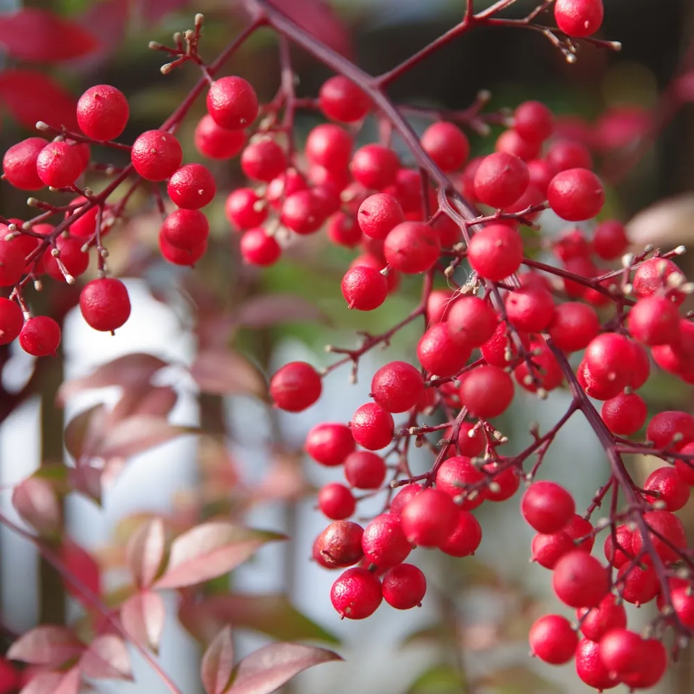 「ナンテン」の花言葉ランキング