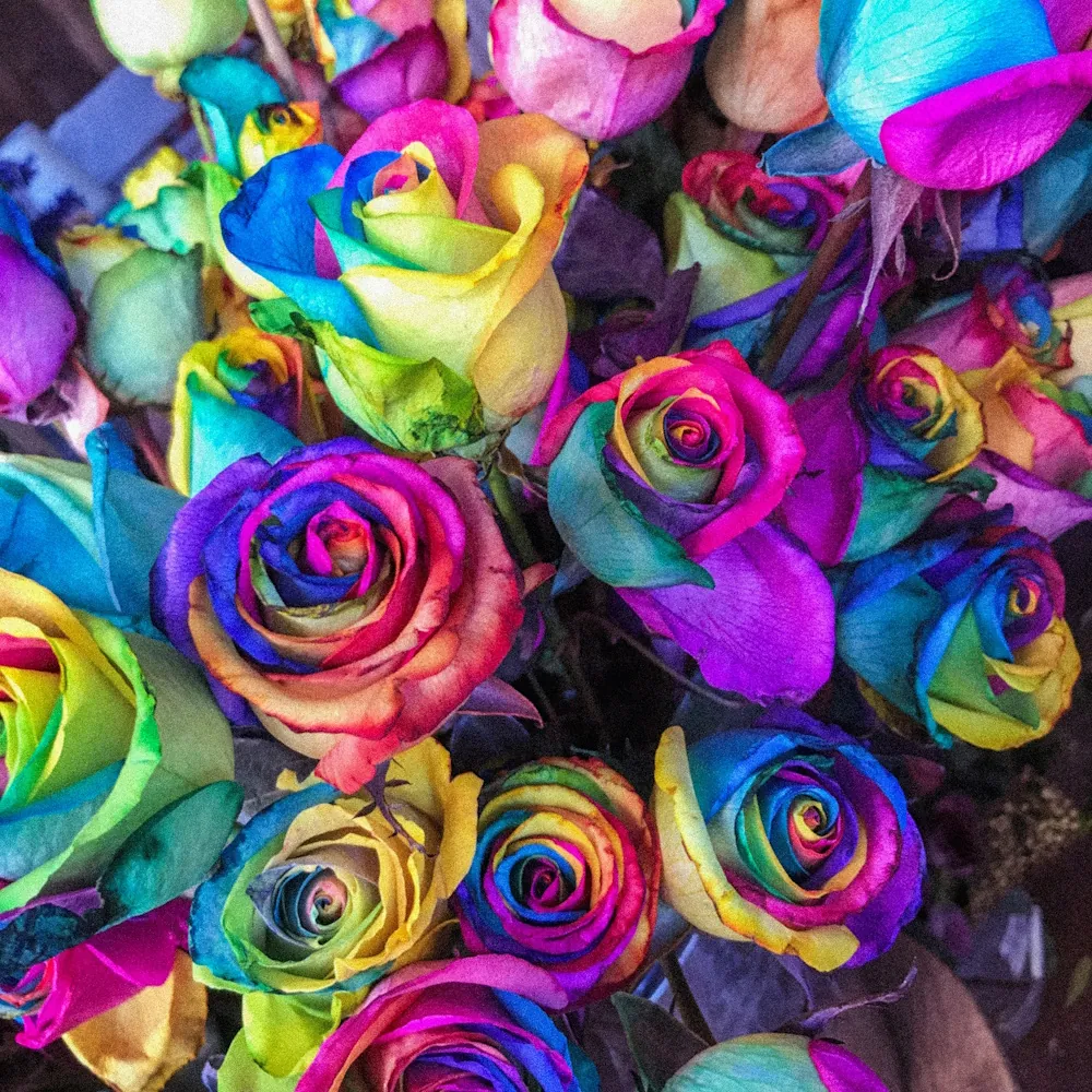 「バラ（虹）」の花言葉ランキング