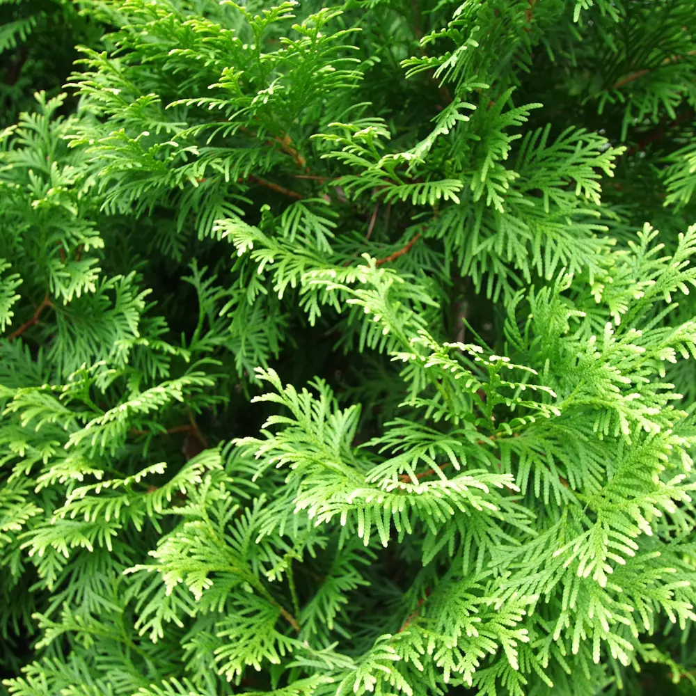 「ニオイヒバ」の花言葉ランキング