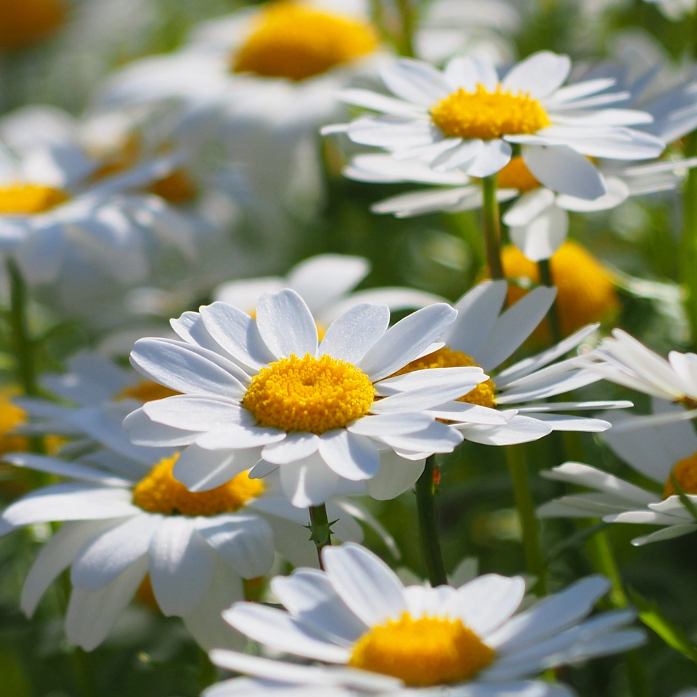 「ノースポール」の花言葉ランキング