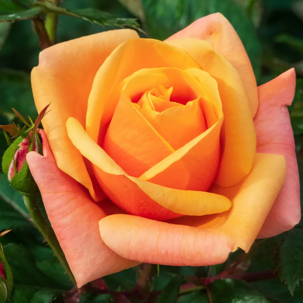 「バラ（オレンジ）」の花言葉ランキング