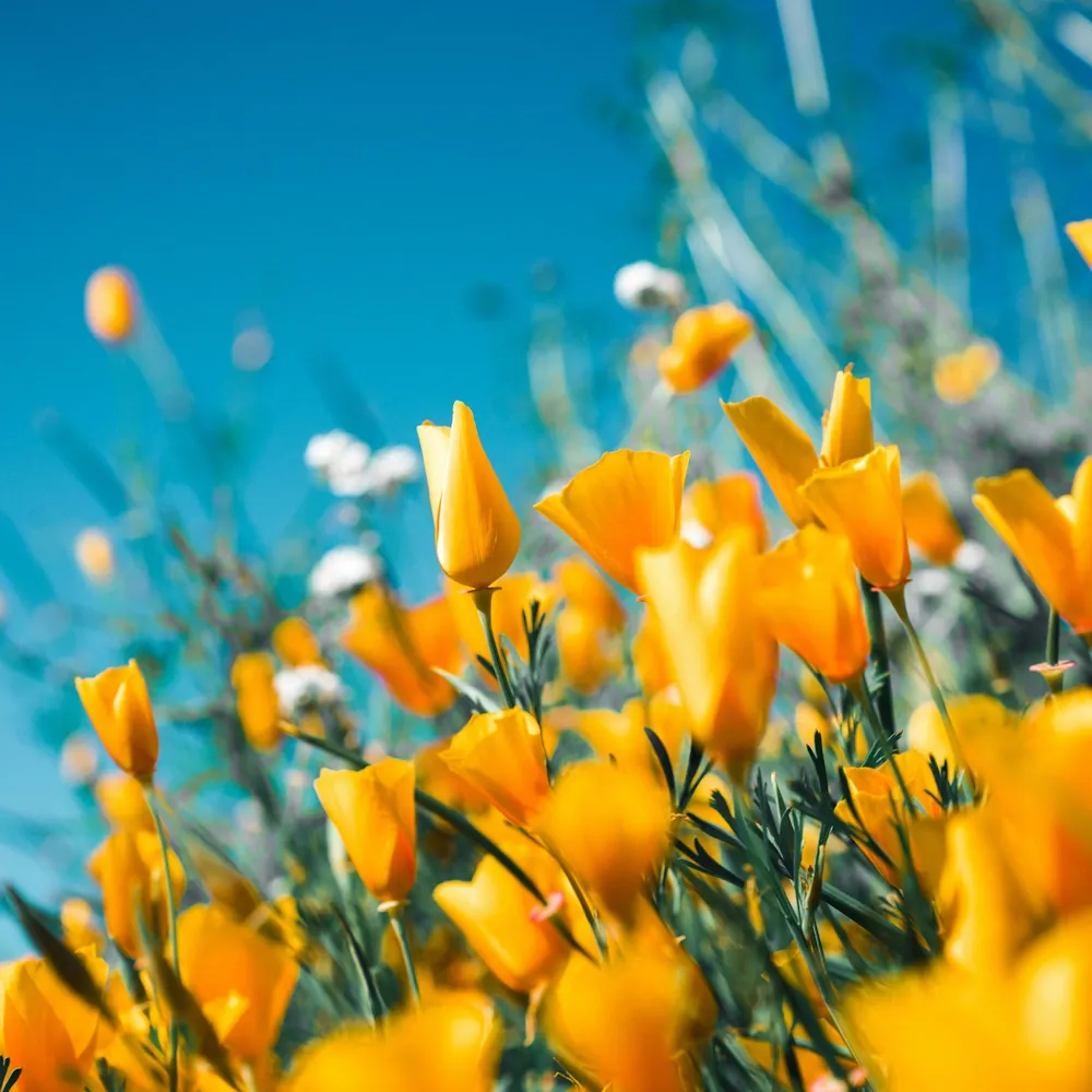 「チューリップ（オレンジ）」の花言葉ランキング