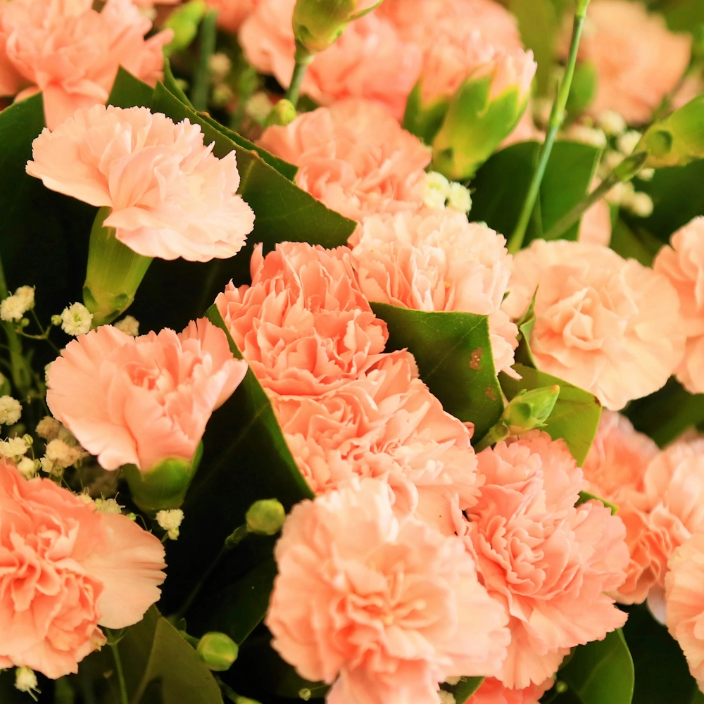 「カーネーション（オレンジ）」の花言葉ランキング