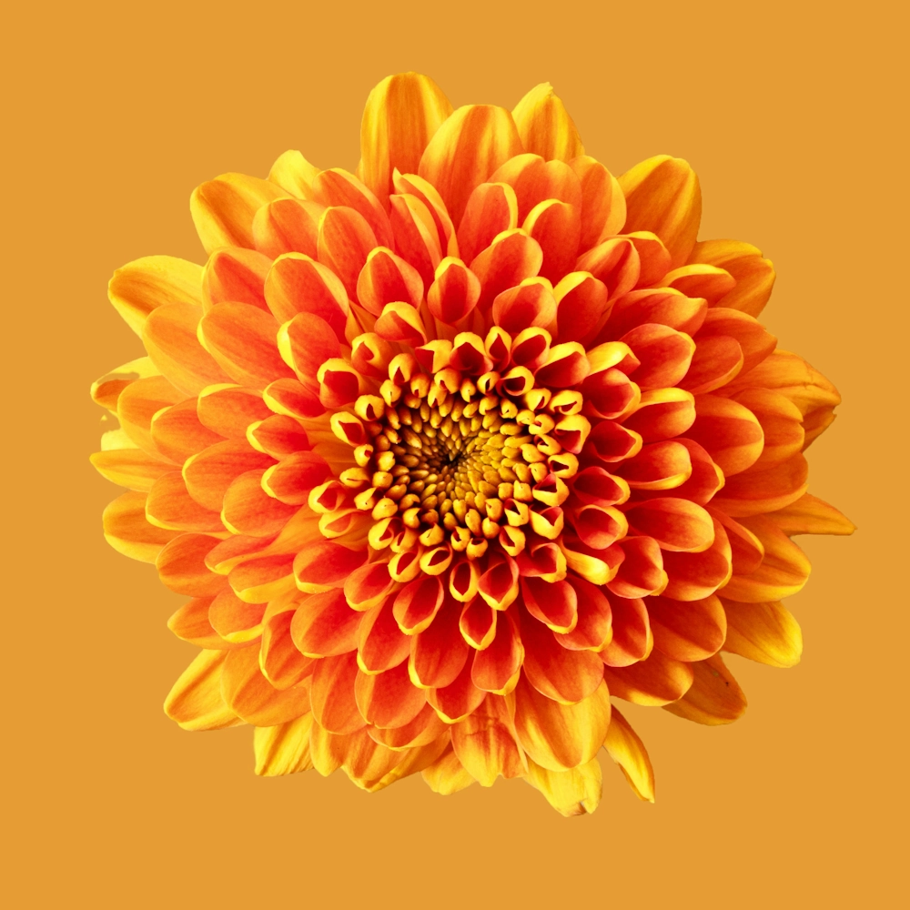 「キク（オレンジ）」の花言葉ランキング