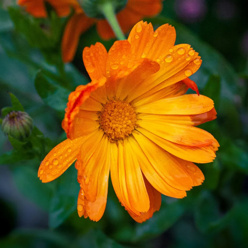 「キンセンカ（オレンジ）」の花言葉ランキング