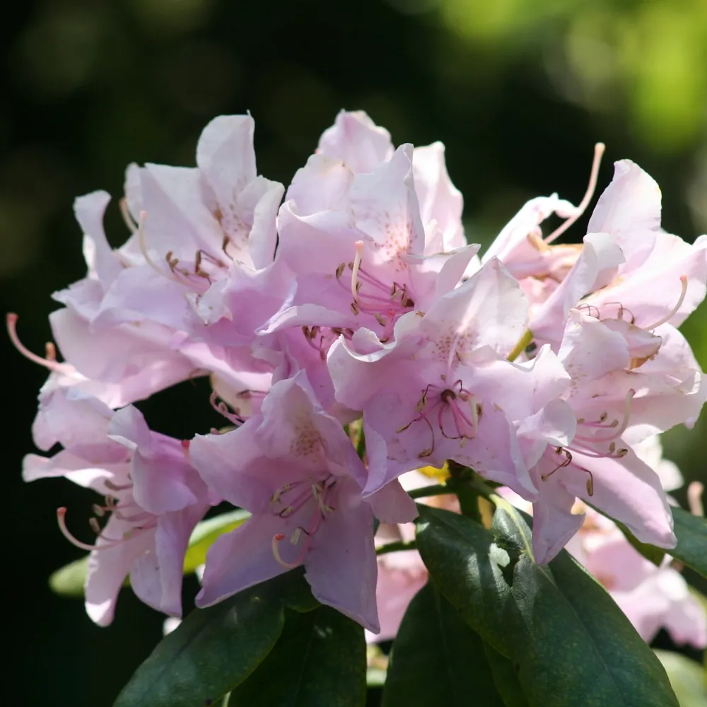 「アザレア（ピンク）」の花言葉ランキング