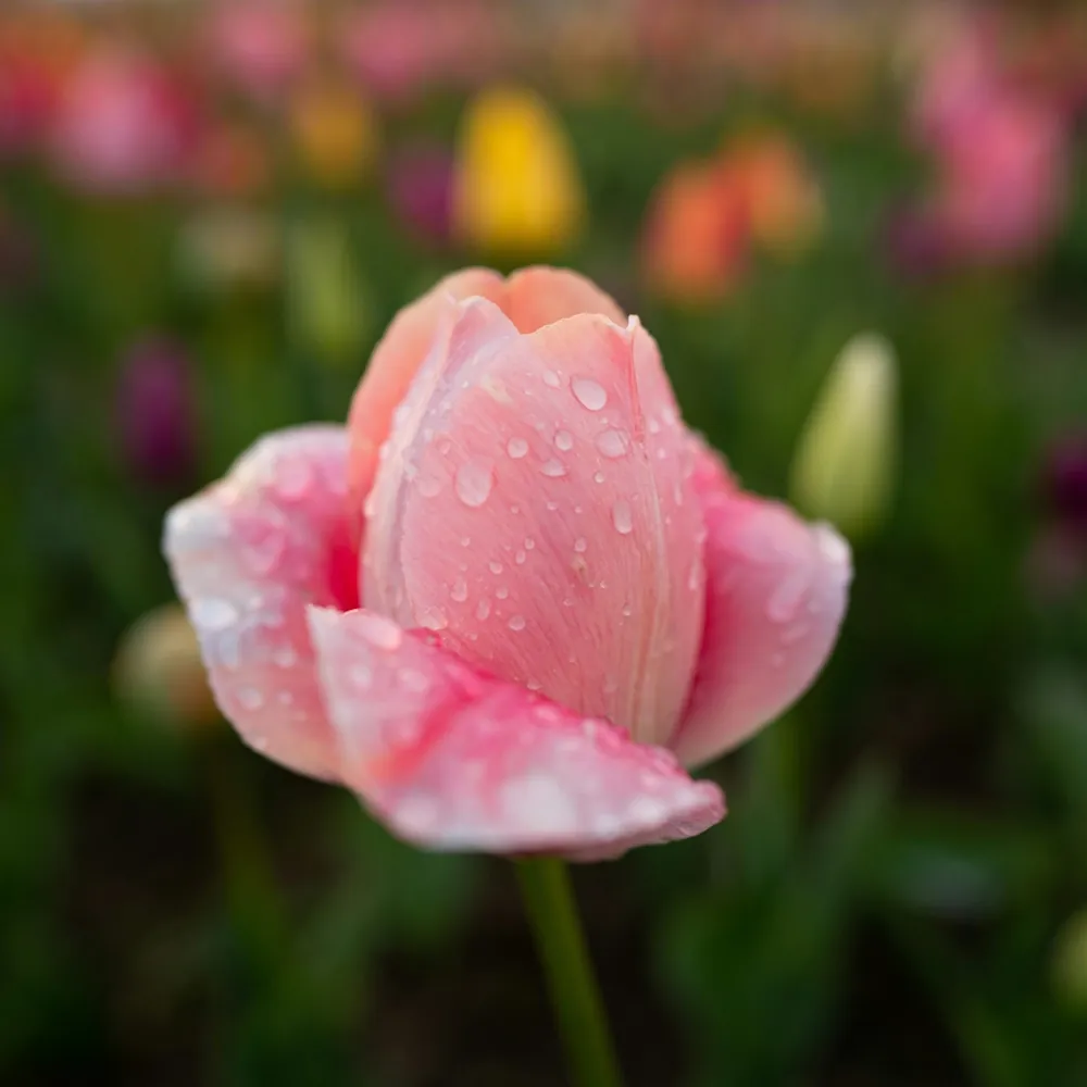 「チューリップ（ピンク）」の花言葉ランキング