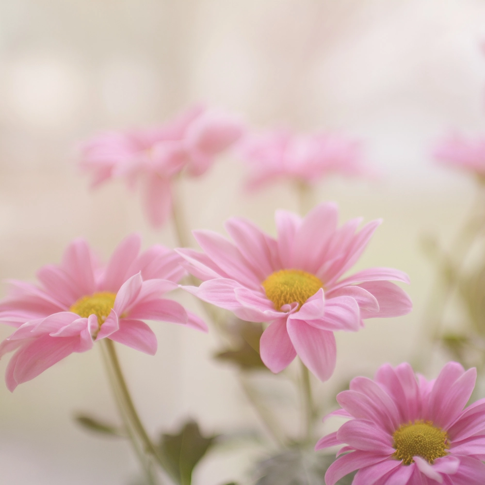 「デージー（ピンク）」の花言葉ランキング