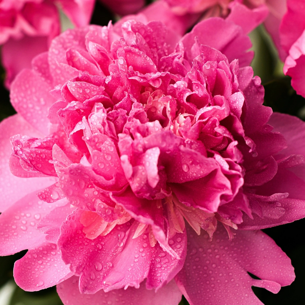 「カーネーション（ピンク）」の花言葉ランキング