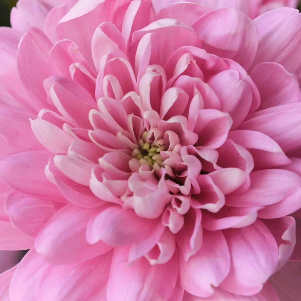 「キク（ピンク）」の花言葉ランキング