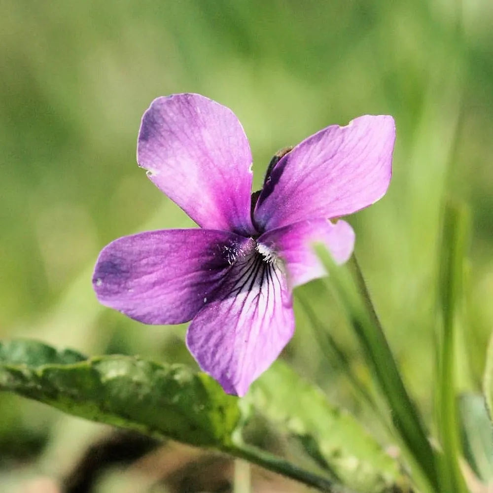 1月6日の誕生花 No.1「スミレ（ピンク）」