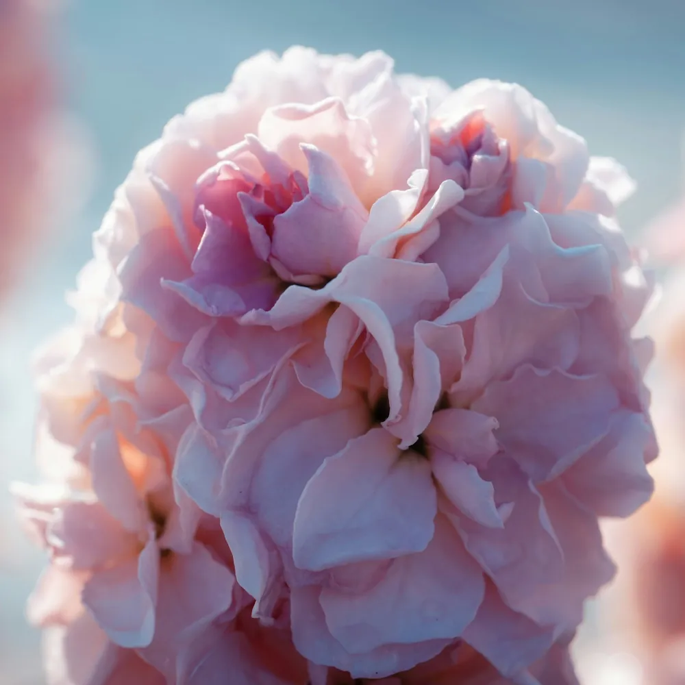 「ストック（ピンク）」の花言葉ランキング