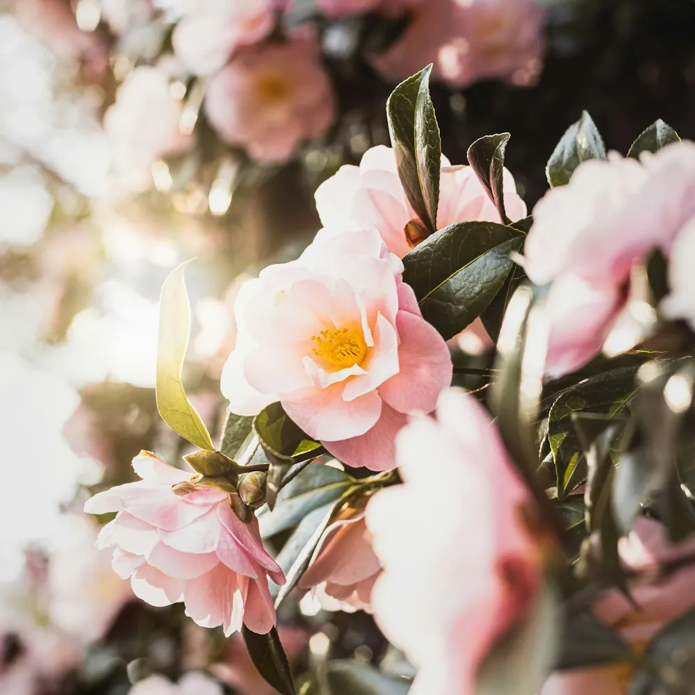 「ツバキ（ピンク）」の花言葉ランキング