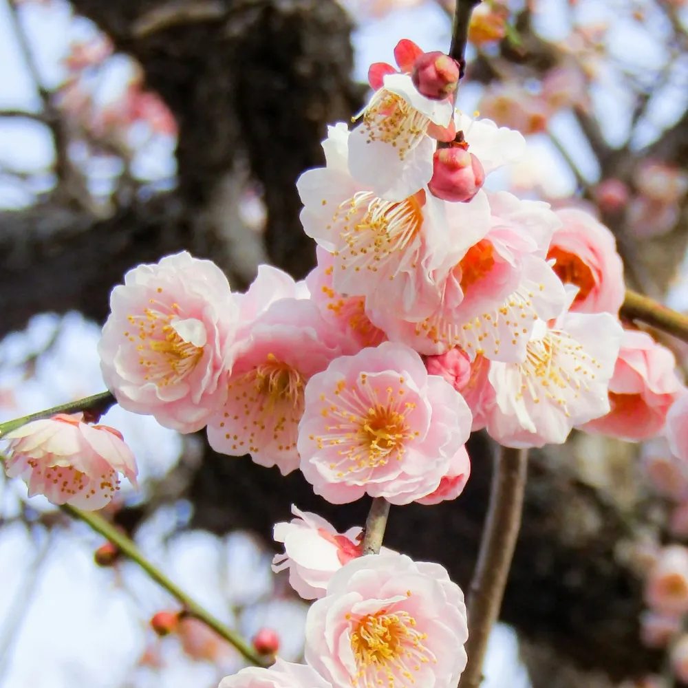 「ウメ（ピンク）」の花言葉ランキング