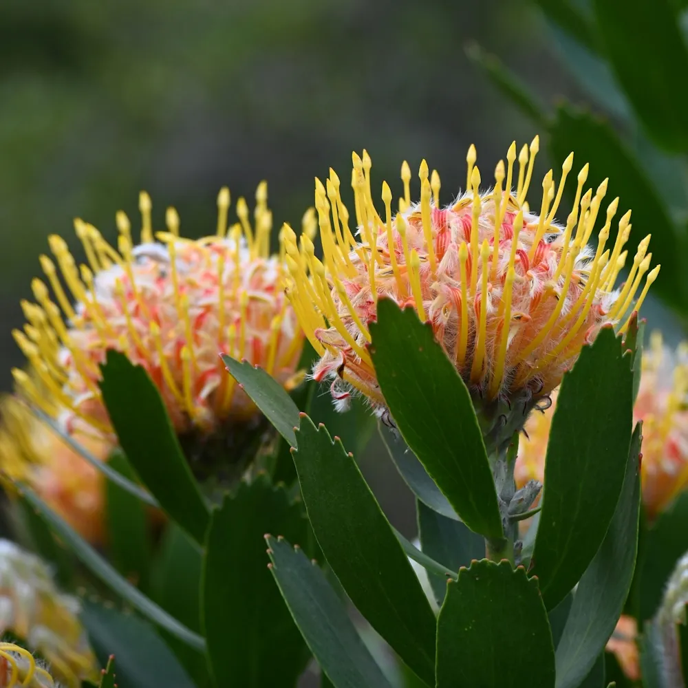 「ピンクッション」の花言葉ランキング