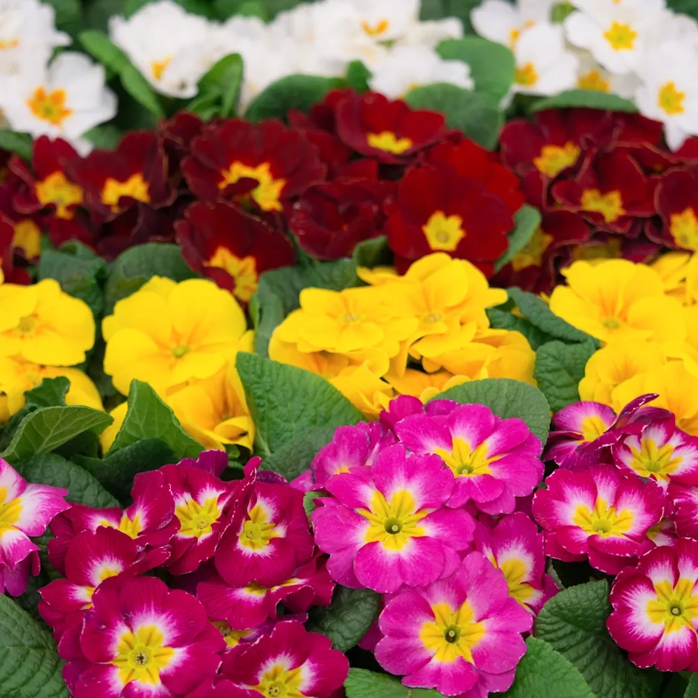 1月1日の誕生花 No.3「プリムラ･ジュリアン」