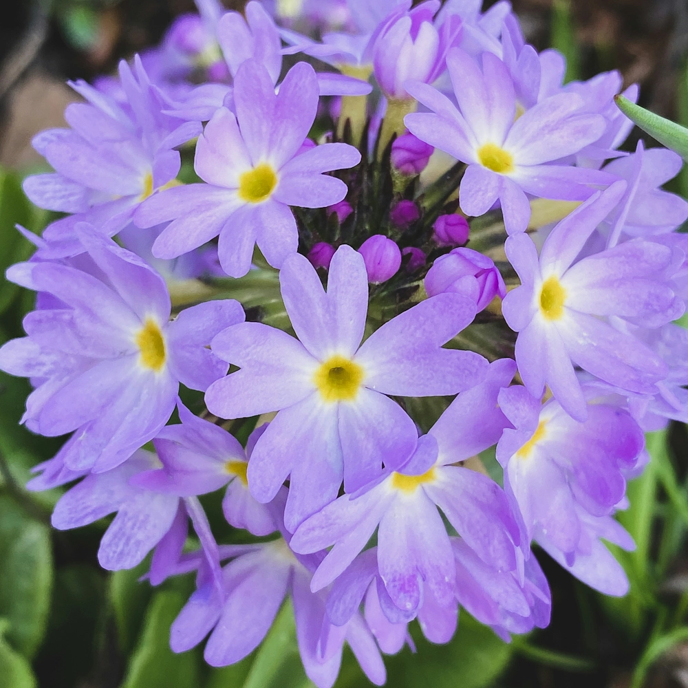 「プリムラ･マラコイデス」の花言葉ランキング