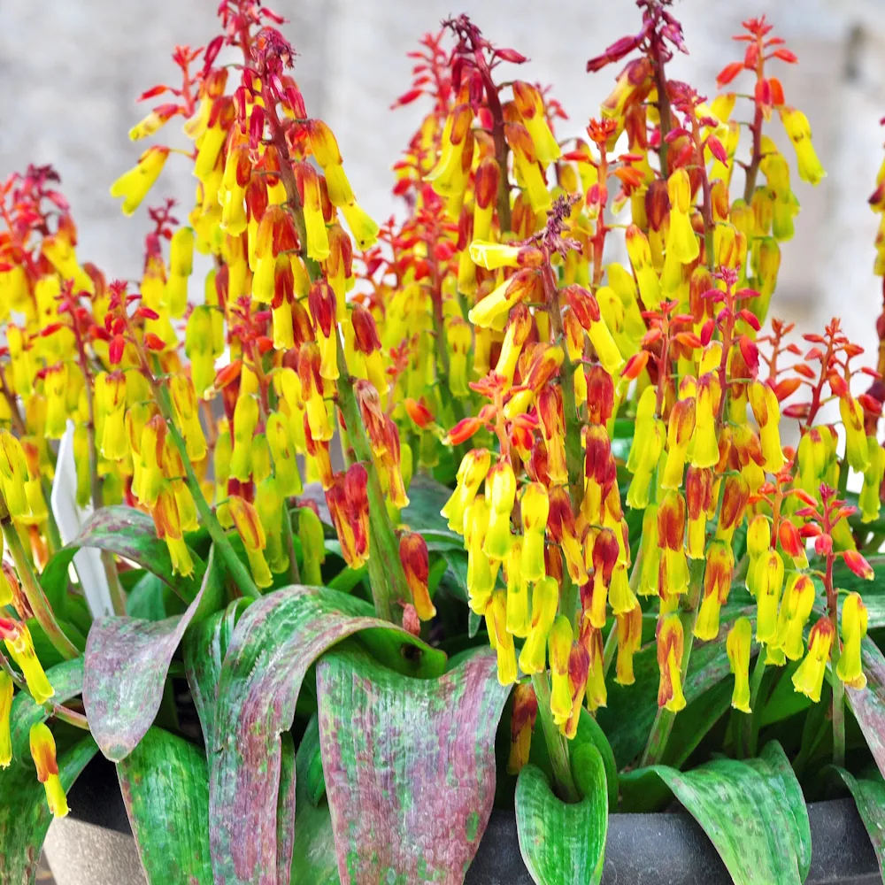 「ラケナリア」の花言葉ランキング