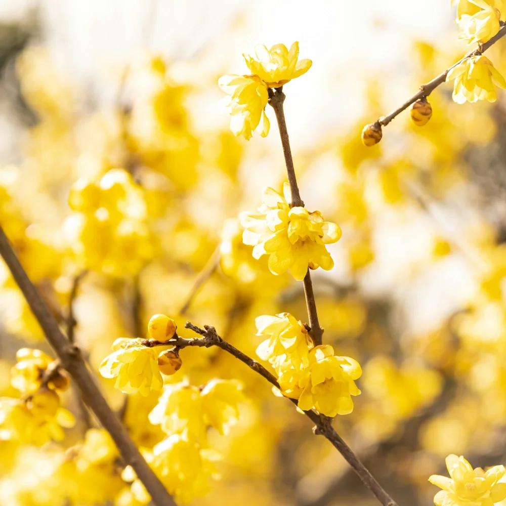 「ロウバイ」の花言葉ランキング