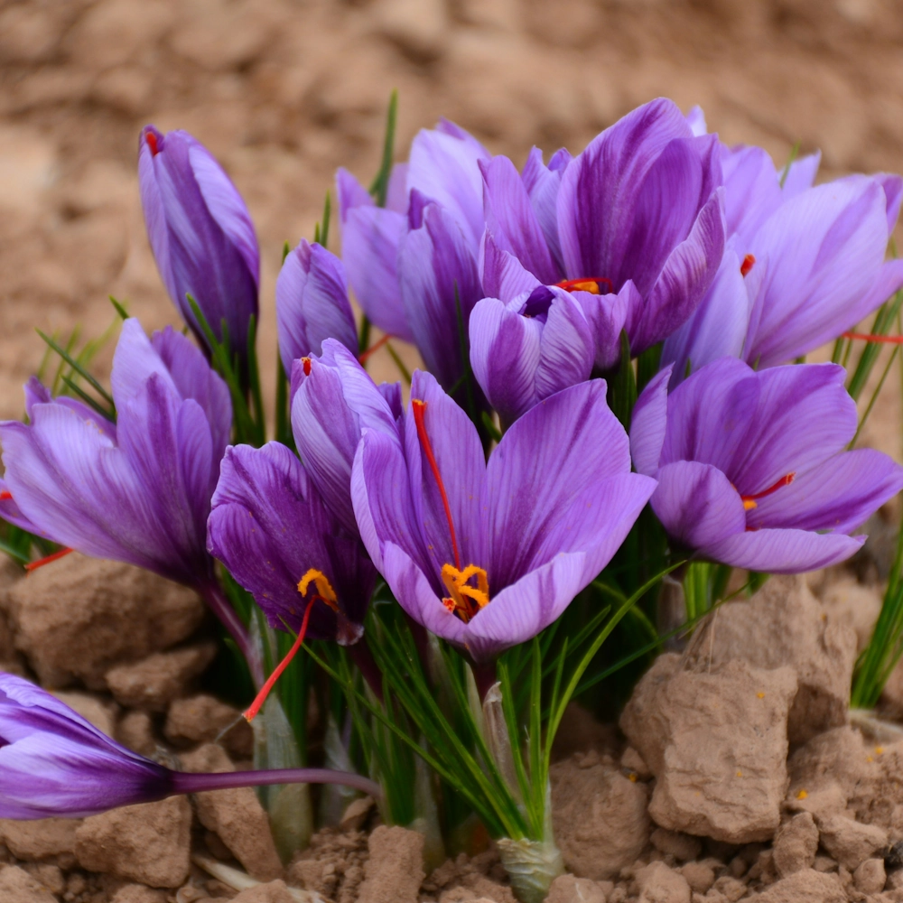 「サフラン」の花言葉ランキング
