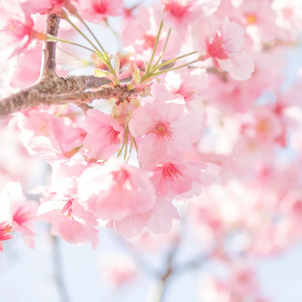 「サクラ」の花言葉ランキング