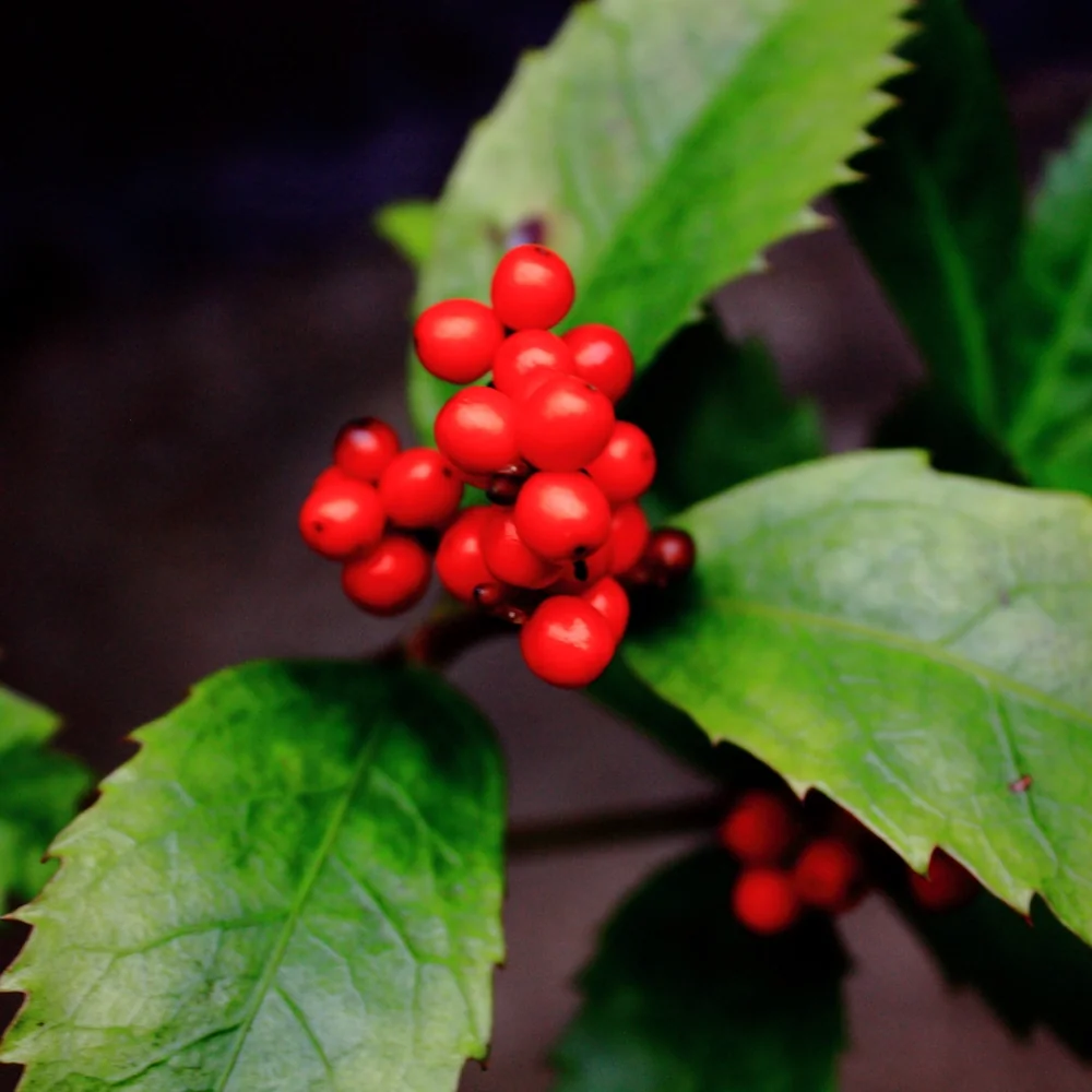 「センリョウ」の花言葉ランキング