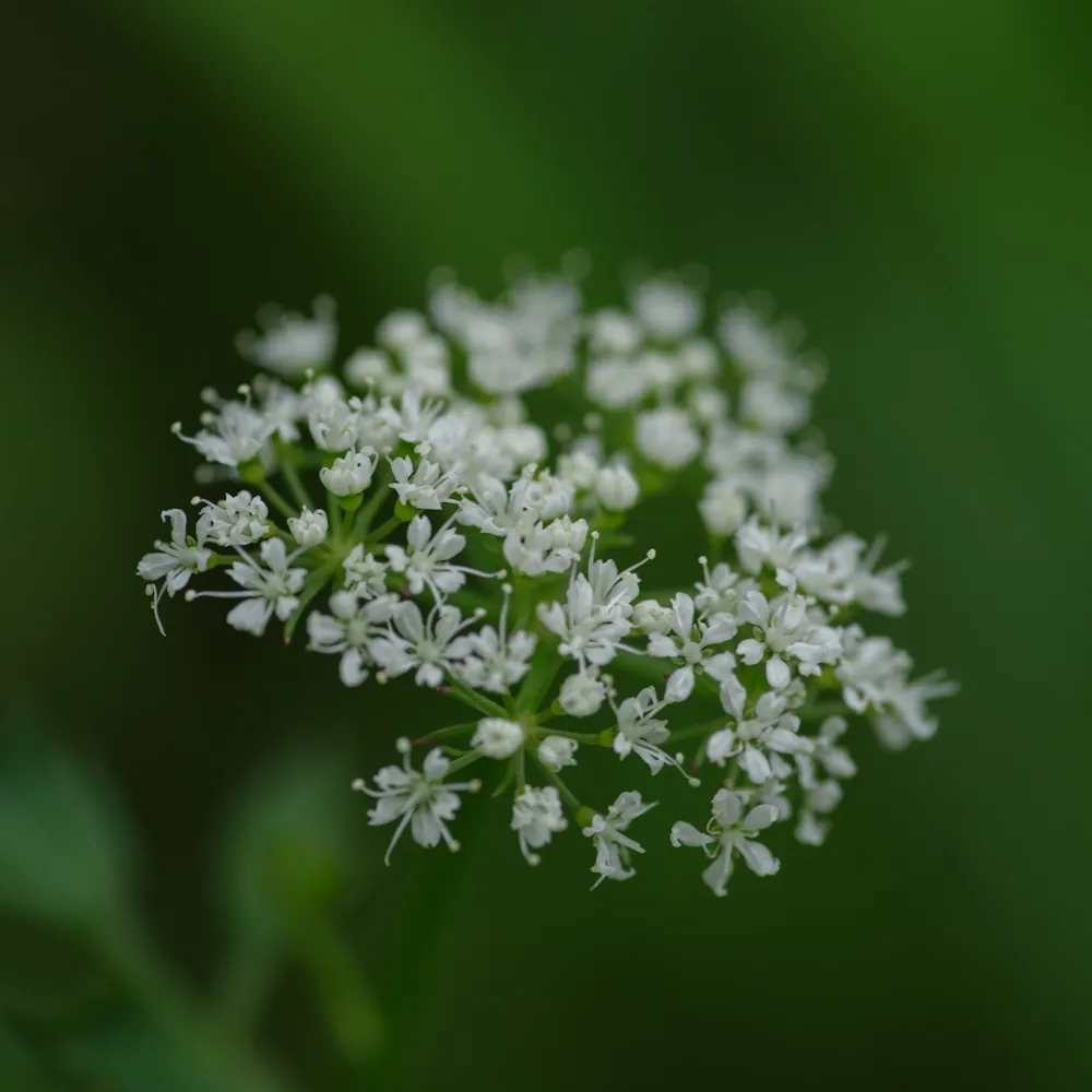 1月7日の誕生花 No.3「セリ」