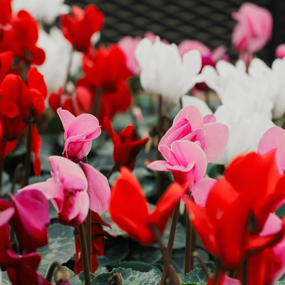 「シクラメン」の花言葉ランキング