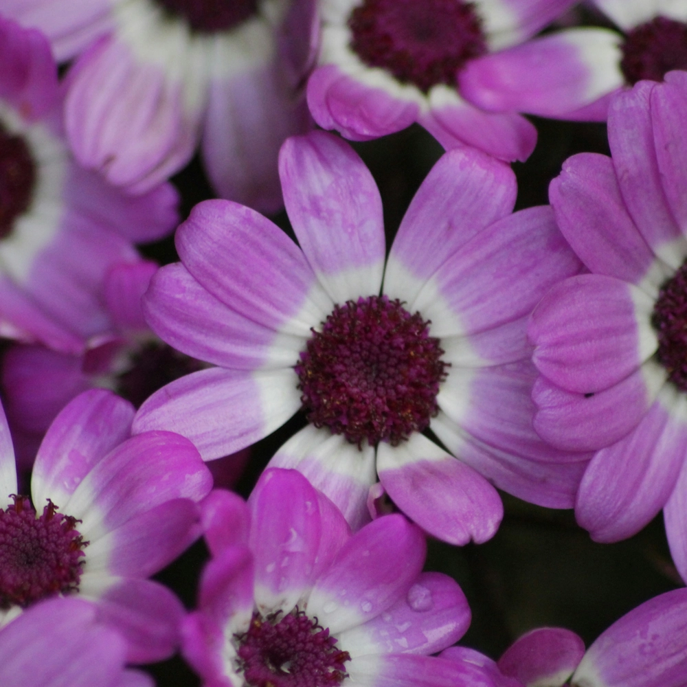 「シネラリア」の花言葉ランキング