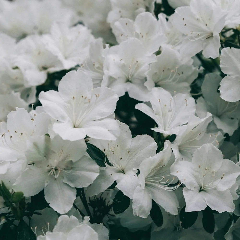 「アザレア（白）」の花言葉ランキング