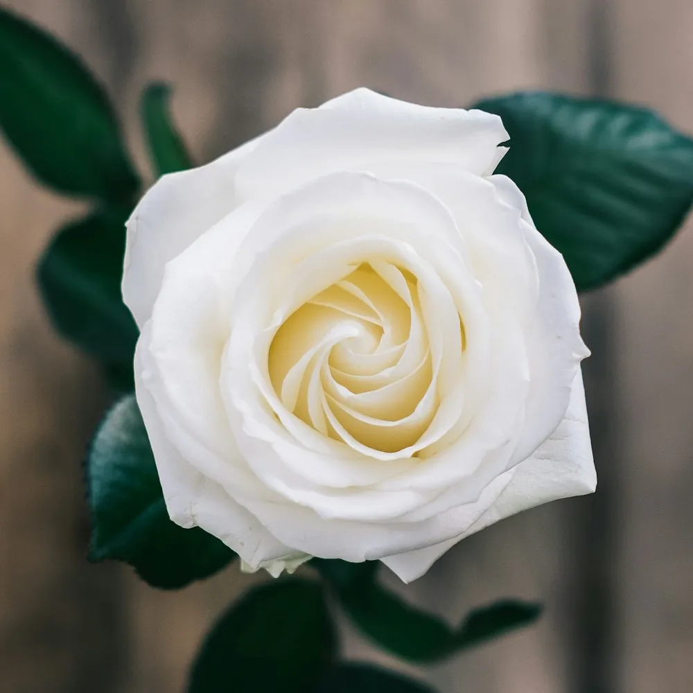 「バラ（白）」の花言葉ランキング