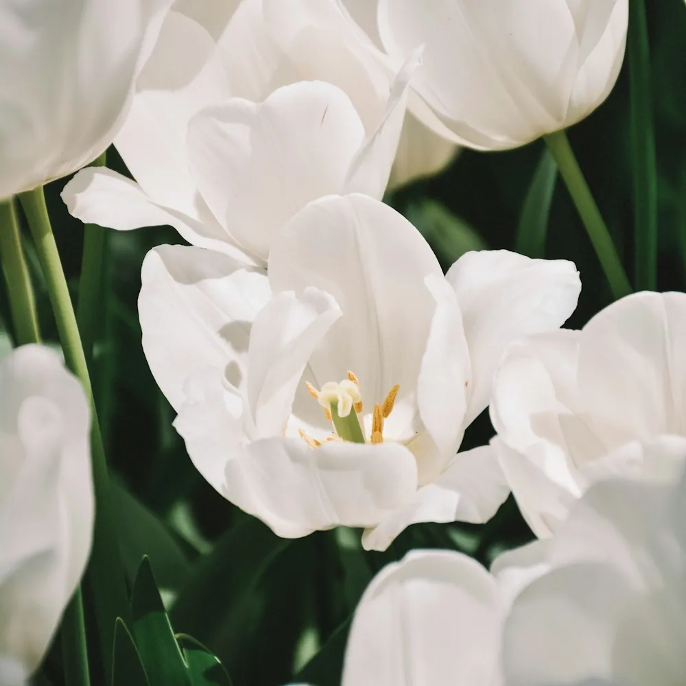 「チューリップ（白）」の花言葉ランキング