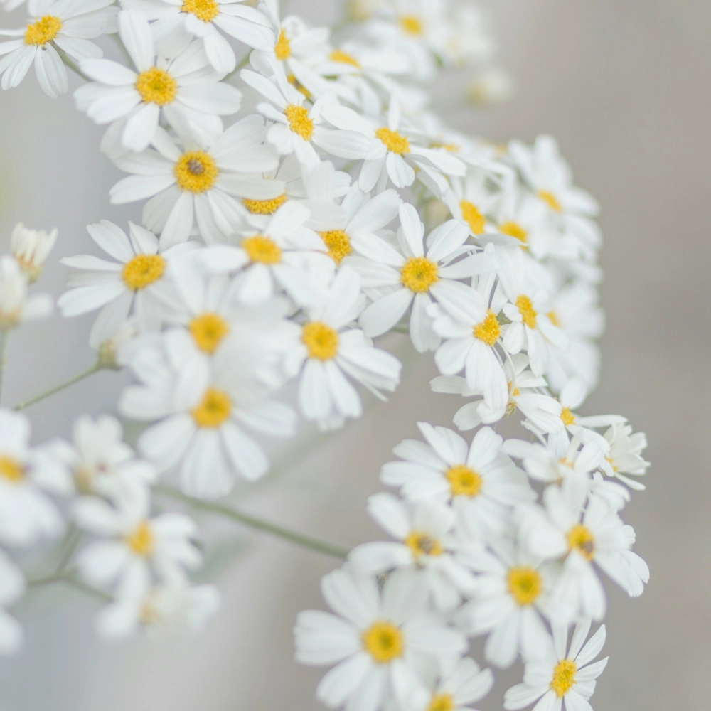 「デージー（白）」の花言葉ランキング