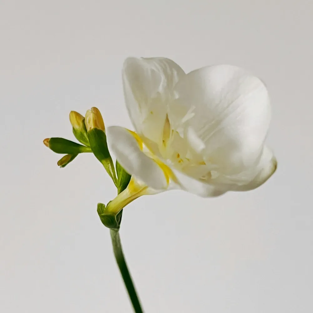 「フリージア（白）」の花言葉ランキング