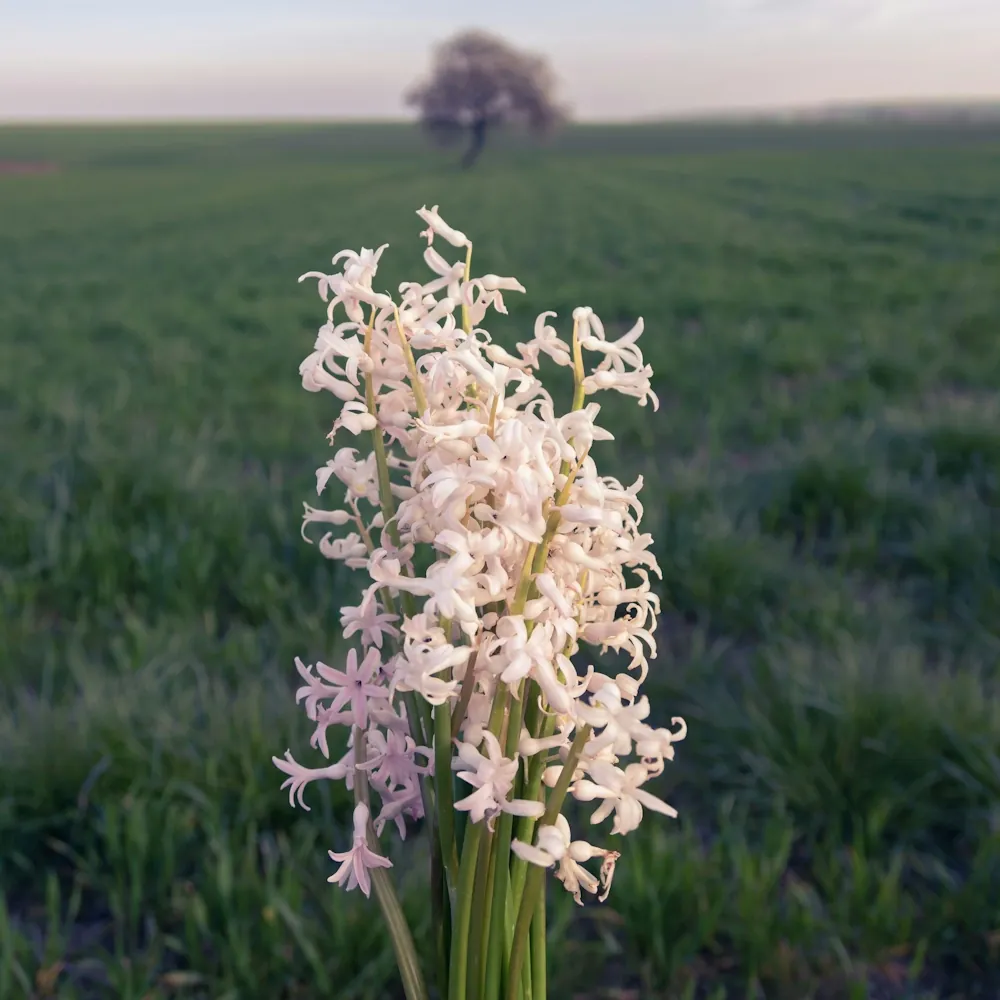 1月4日の誕生花 No.3「ヒヤシンス（白）」