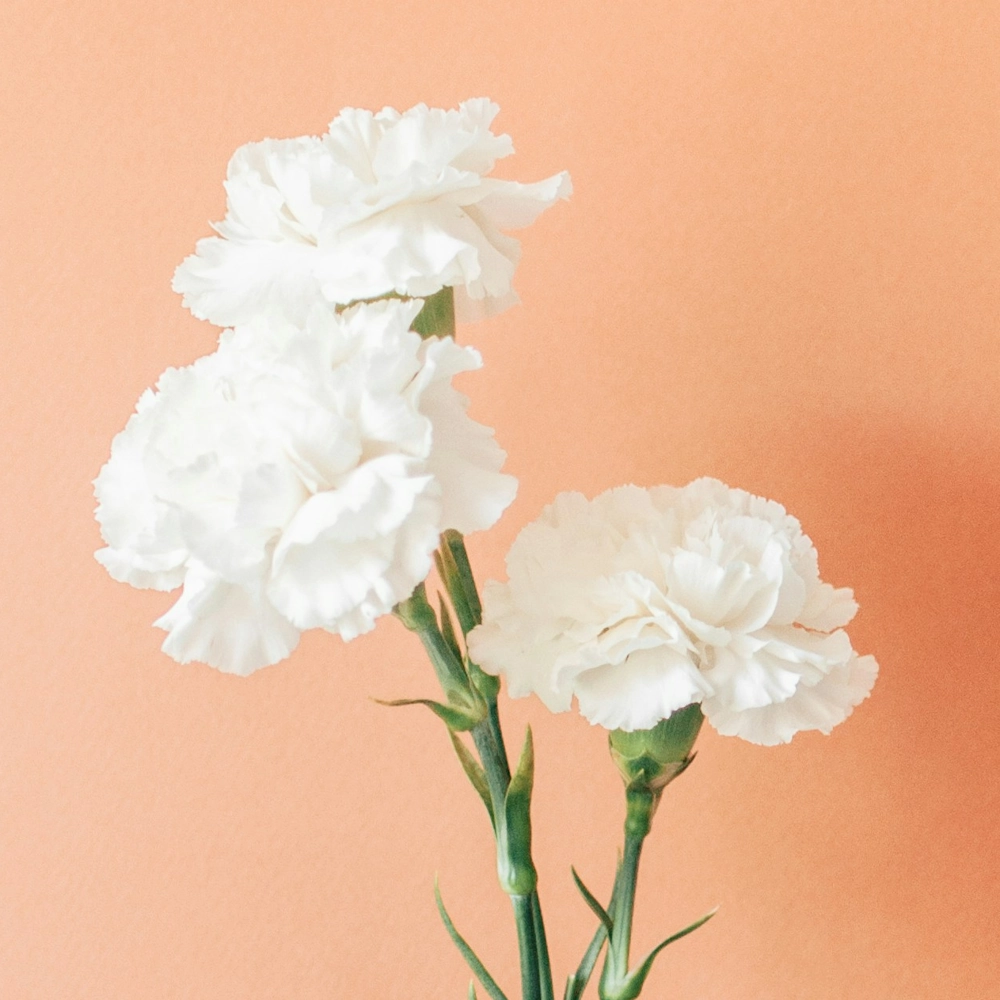 「カーネーション（白）」の花言葉ランキング