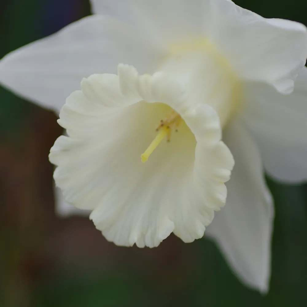 「カトレア（白）」の花言葉ランキング