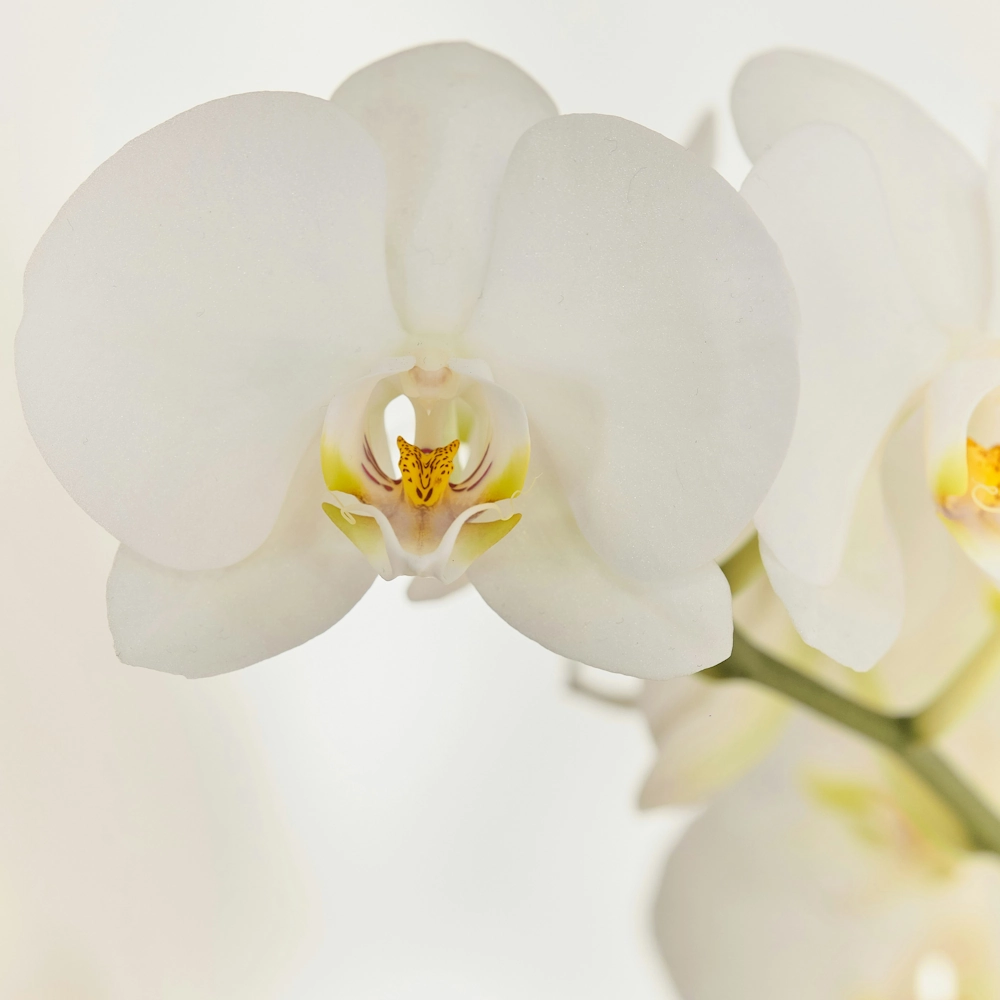 「コチョウラン（白）」の花言葉ランキング